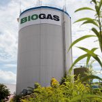 Blumen statt Mais für Biogas.