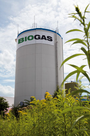 Blumen statt Mais für Biogas.