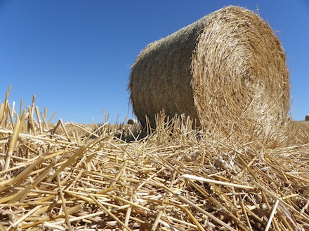 Die landwirtschaftlich geprägte Region um Güstrow hat in Getreidestroh eine zuverlässige Bezugsquelle für die energetische Nutzung gefunden.