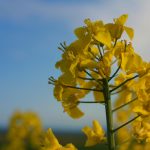 Das Land Mecklenburg-Vorpommern hat im vergangenen Jahr 62 Klimaschutzprojekte aus EU-Strukturfondsmitteln gefördert – darunter auch die Nutzung von Biomasse.