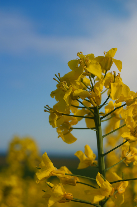 Das Land Mecklenburg-Vorpommern hat im vergangenen Jahr 62 Klimaschutzprojekte aus EU-Strukturfondsmitteln gefördert – darunter auch die Nutzung von Biomasse.