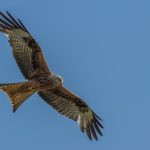 Studie belegt: Windkraftanlagen stellen kein Tötungsrisiko für den Rotmilan dar.