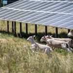 So wie im baden-württembergischen Zwiefaltendorf sollen später auch rund um die EnBW-Solargroßprojekte in Brandenburg Schafe weiden.