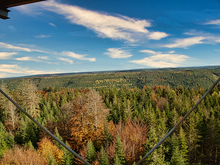 Blick auf den Schwarzwald: Das Land Baden-Württemberg ist mit einer Staatswaldfläche von etwa 320.000 Hektar der größte Waldbesitzer im Land.