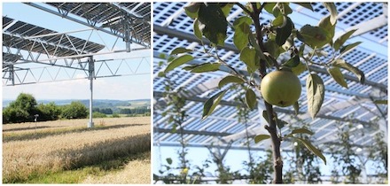 Agri-PV kann für Landwirte gewinnbringend sein.